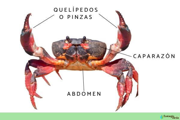 Partes del cangrejo - Pinzas (Quelípedos)