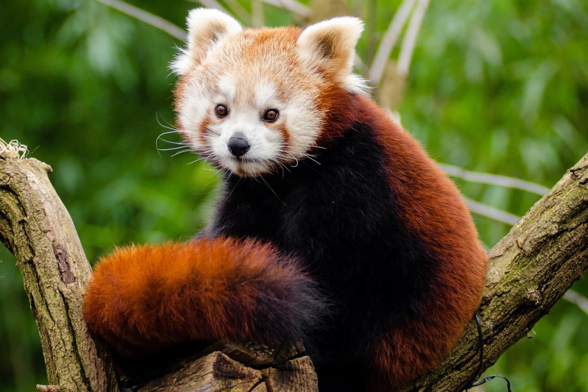 Curiosidades del panda rojo
