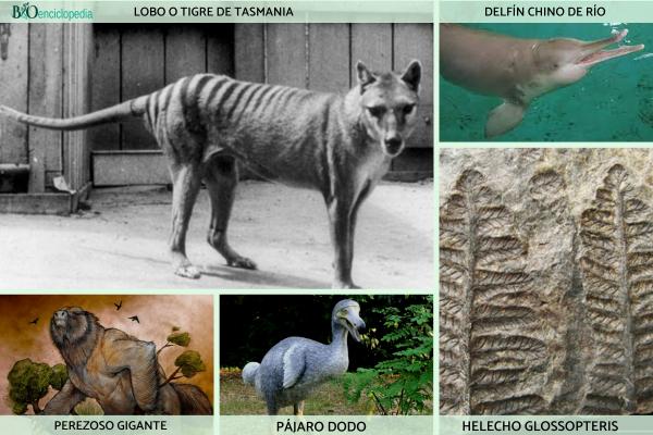 Extinción de especies: causas y consecuencias - Ejemplos de especies extintas y en peligro de extinción 