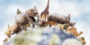 Extinción de especies: causas y consecuencias