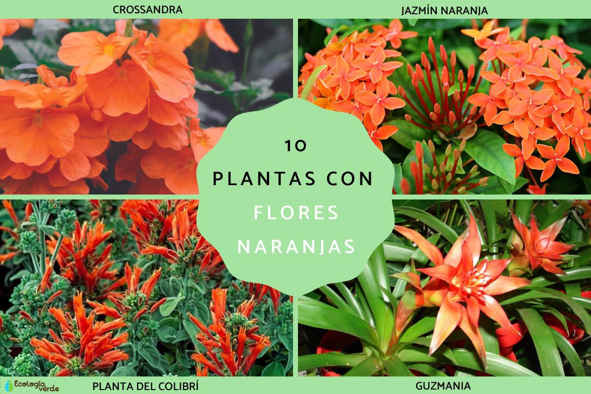 Flores naranjas