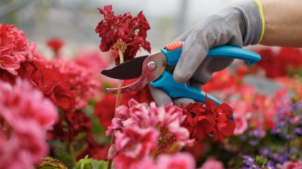 Plantas que debes podar en marzo para que crezcan más fuertes en primavera - Plantas de interior que conviene podar en marzo