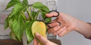 Plantas que debes podar en marzo para que crezcan más fuertes en primavera