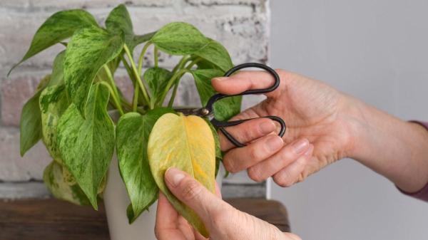Plantas que debes podar en marzo para que crezcan más fuertes en primavera