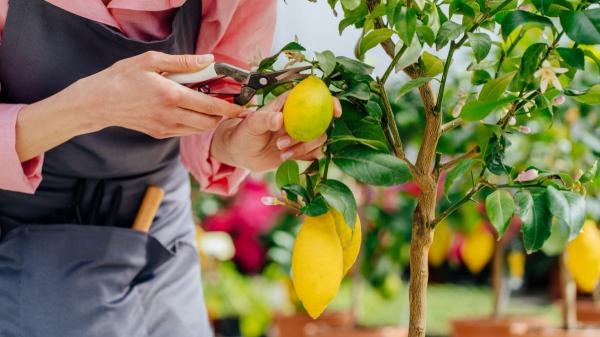 Plantas que debes podar en marzo para que crezcan más fuertes en primavera - Podar árboles frutales en marzo les aporta más luz y dan mejores frutos