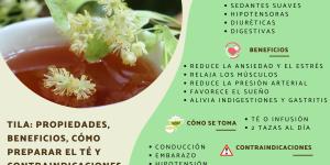 Tila: propiedades, beneficios, cómo preparar el té y contraindicaciones