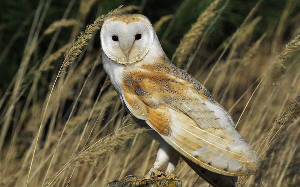 Lechuza - Alimentación de la lechuza