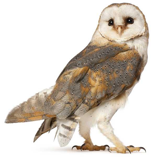 Lechuza - Descripción de la lechuza