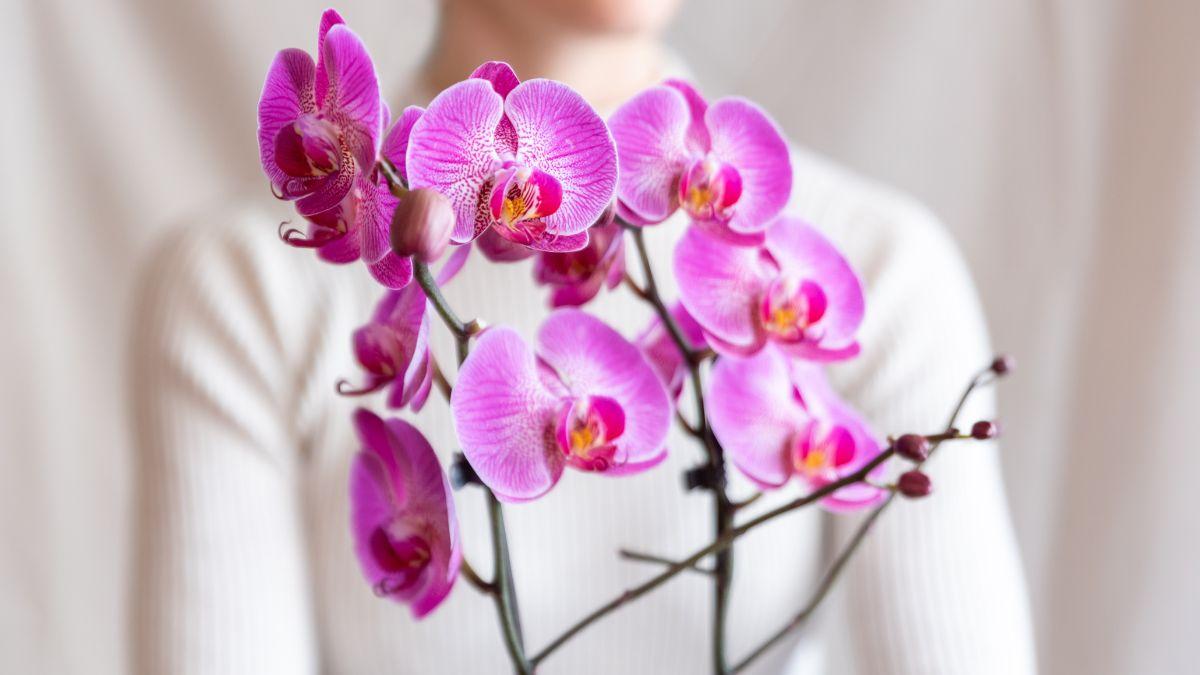 Las mejores plantas para regalar el Día de la Madre (bonitas, resistentes y fáciles de cuidar)