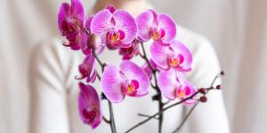 Las mejores plantas para regalar el Día de la Madre (bonitas, resistentes y fáciles de cuidar)