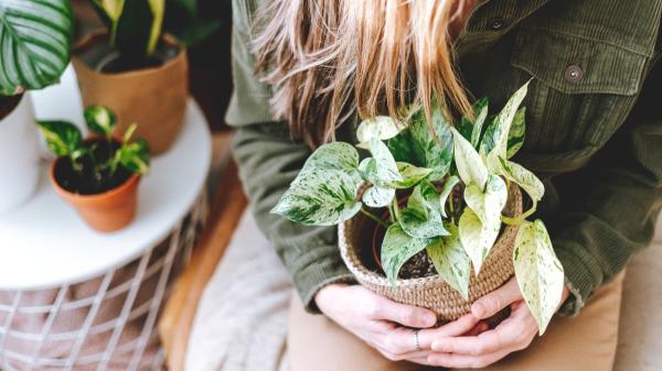 Las mejores plantas para regalar el Día de la Madre (bonitas, resistentes y fáciles de cuidar) - Plantas para regalar el Día de la Madre que son fáciles de cuidar (incluso sin experiencia)