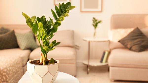 Las mejores plantas para regalar el Día de la Madre (bonitas, resistentes y fáciles de cuidar) - Plantas para regalar el Día de la Madre que son resistentes y no requieren mucha atención