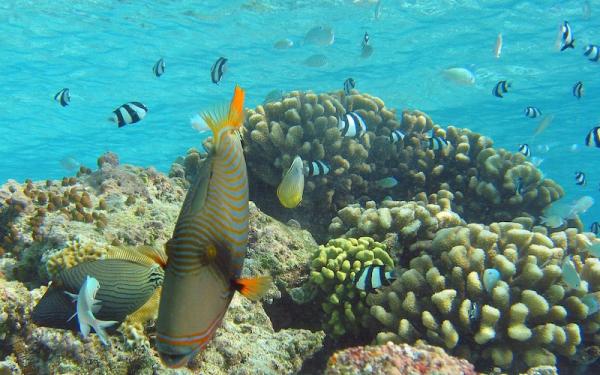 Coral - Alimentación