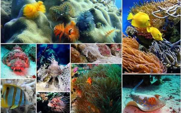 Coral - Descripción