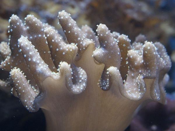 Coral - Distribución y hábitat