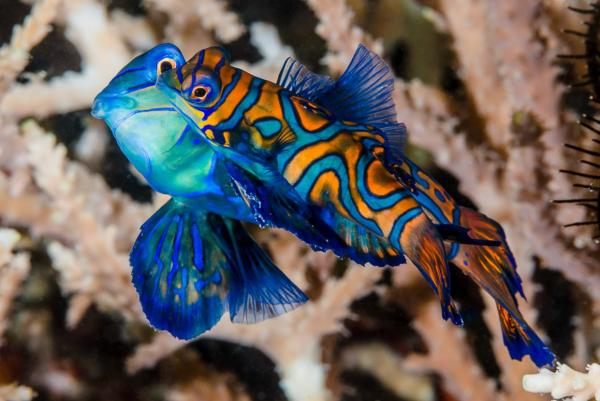 Pez mandarín - Reproducción del pez mandarín