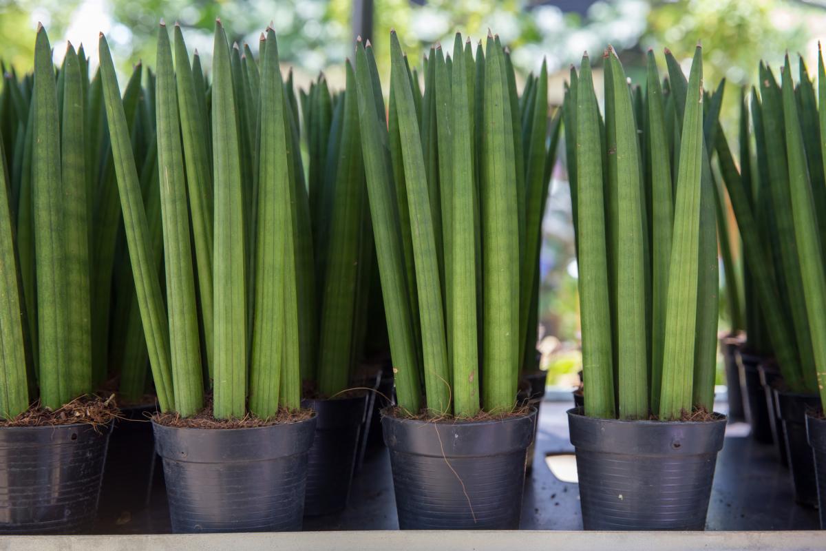 Sansevieria cylindrica: cuidados