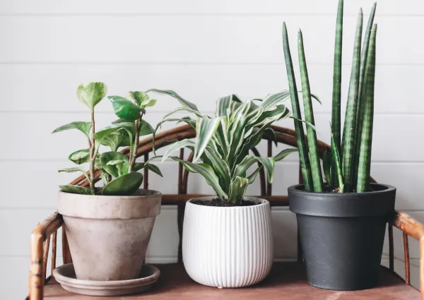 Sansevieria cylindrica: cuidados - Gua completa