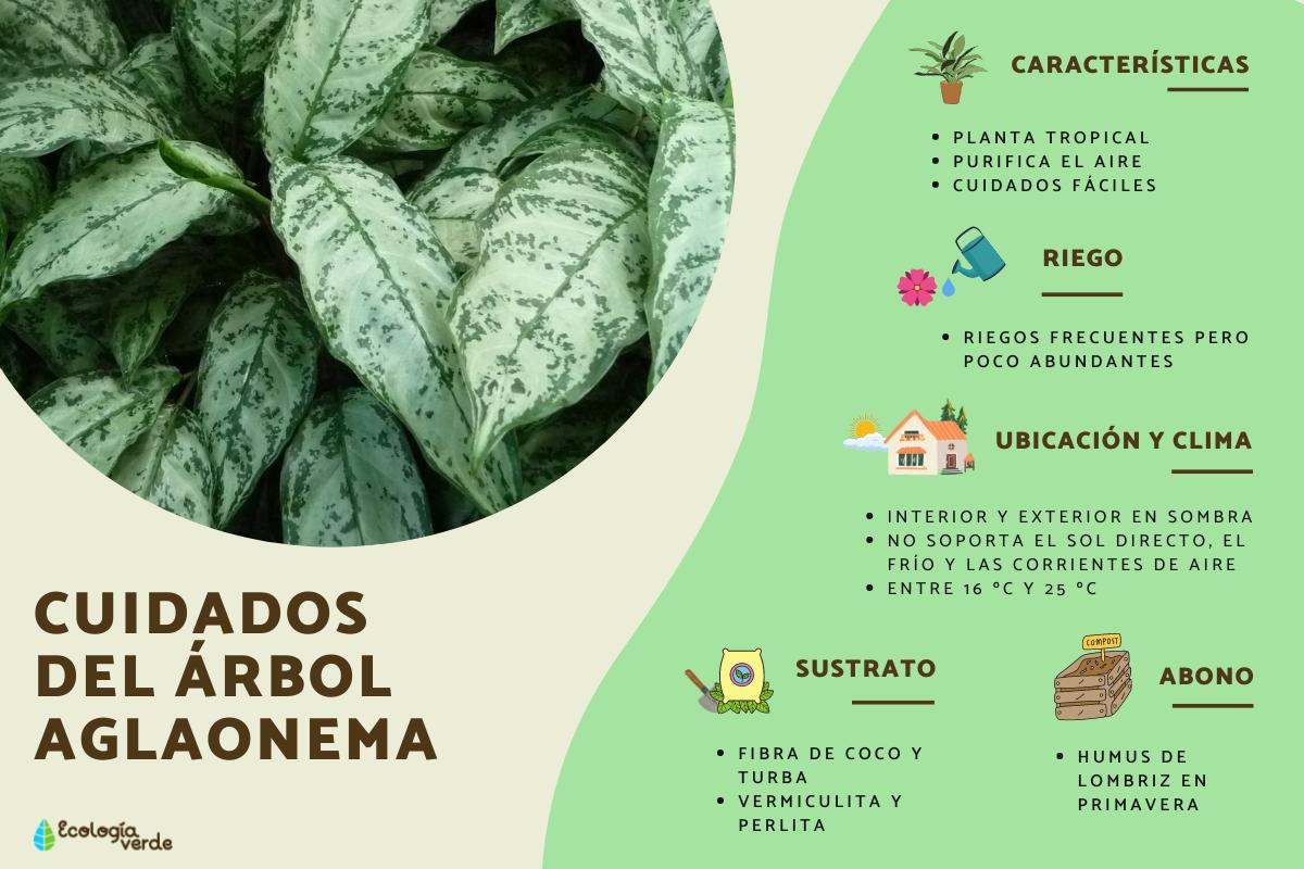 Aglaonema: cuidados