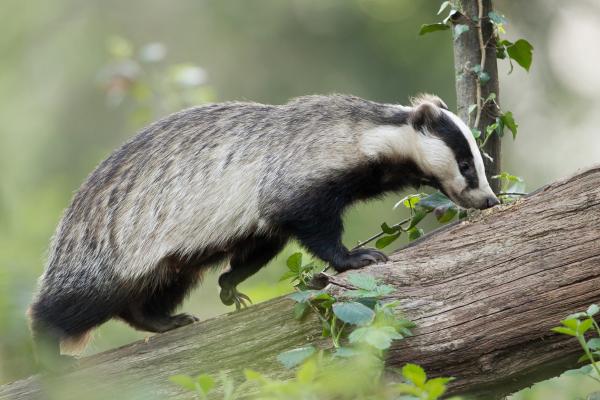 Tejón ibérico o Meles meles - Características del tejón ibérico 