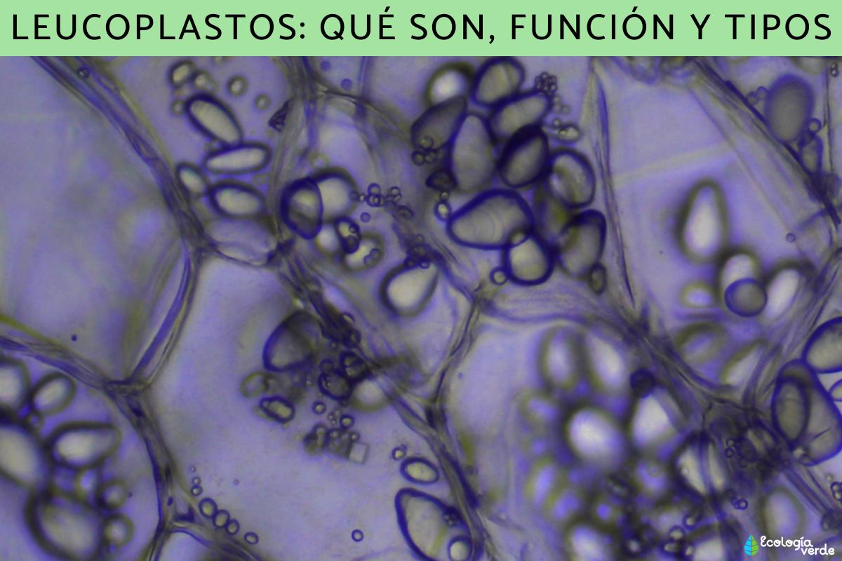 Leucoplastos: qué son, función y tipos