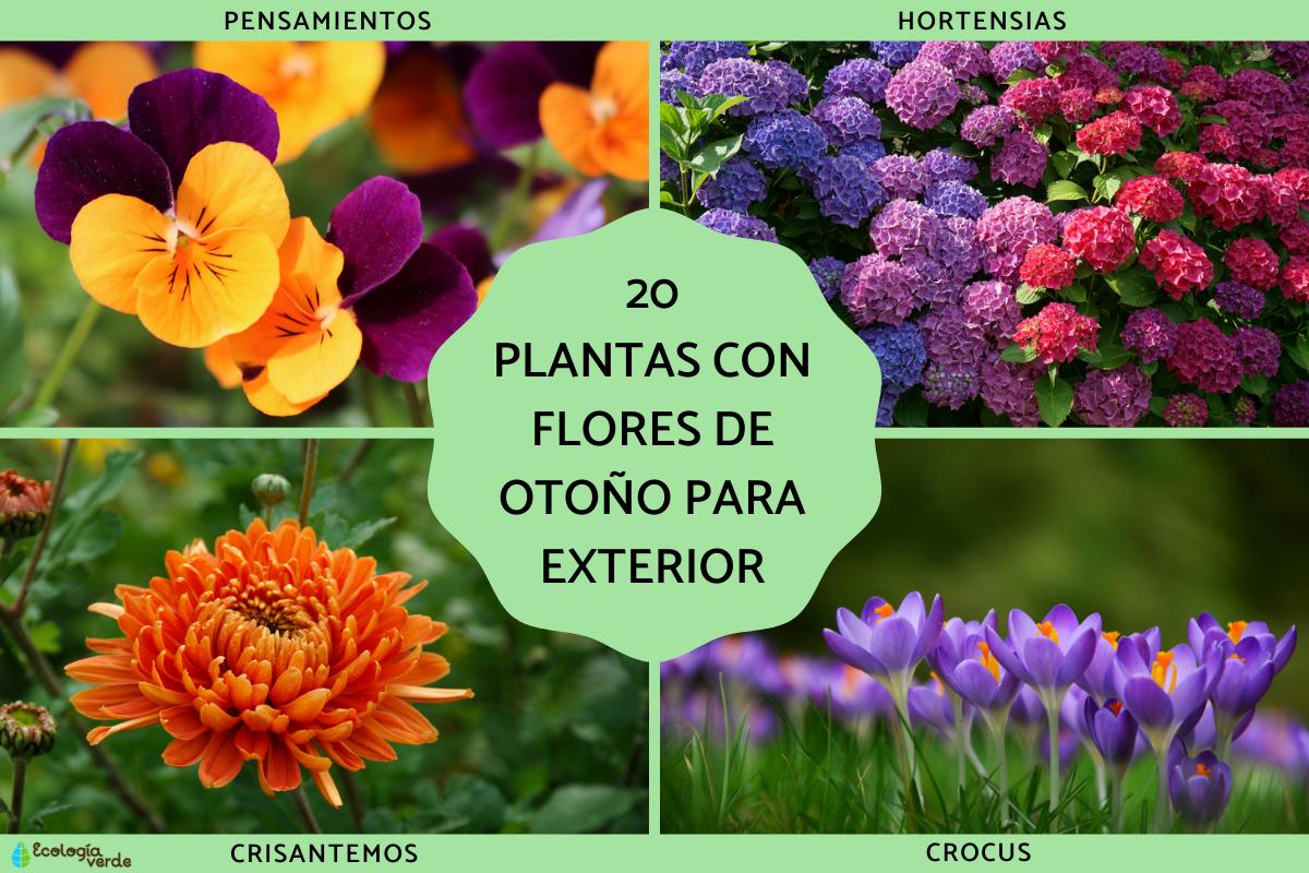 Plantas con flores de otoño para exterior