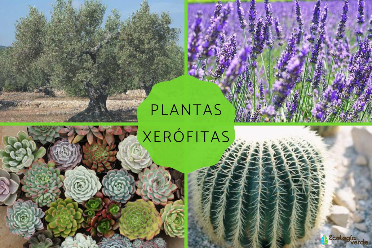 Plantas xerófitas: qué son, características y ejemplos