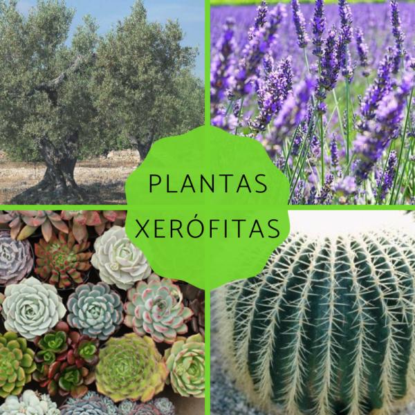 Que Es Xerofita