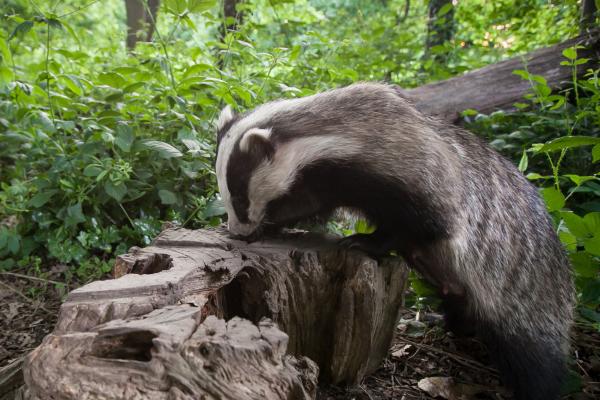 Tejón ibérico o Meles meles - Qué come el tejón ibérico 