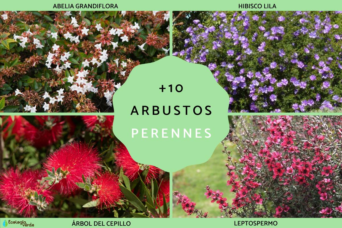Arbustos perennes