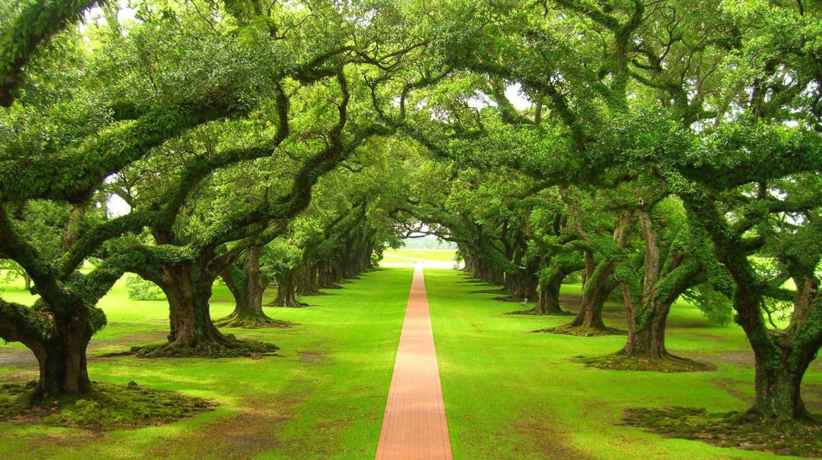 Biodegradabilidad: ejemplos de productos biodegradables