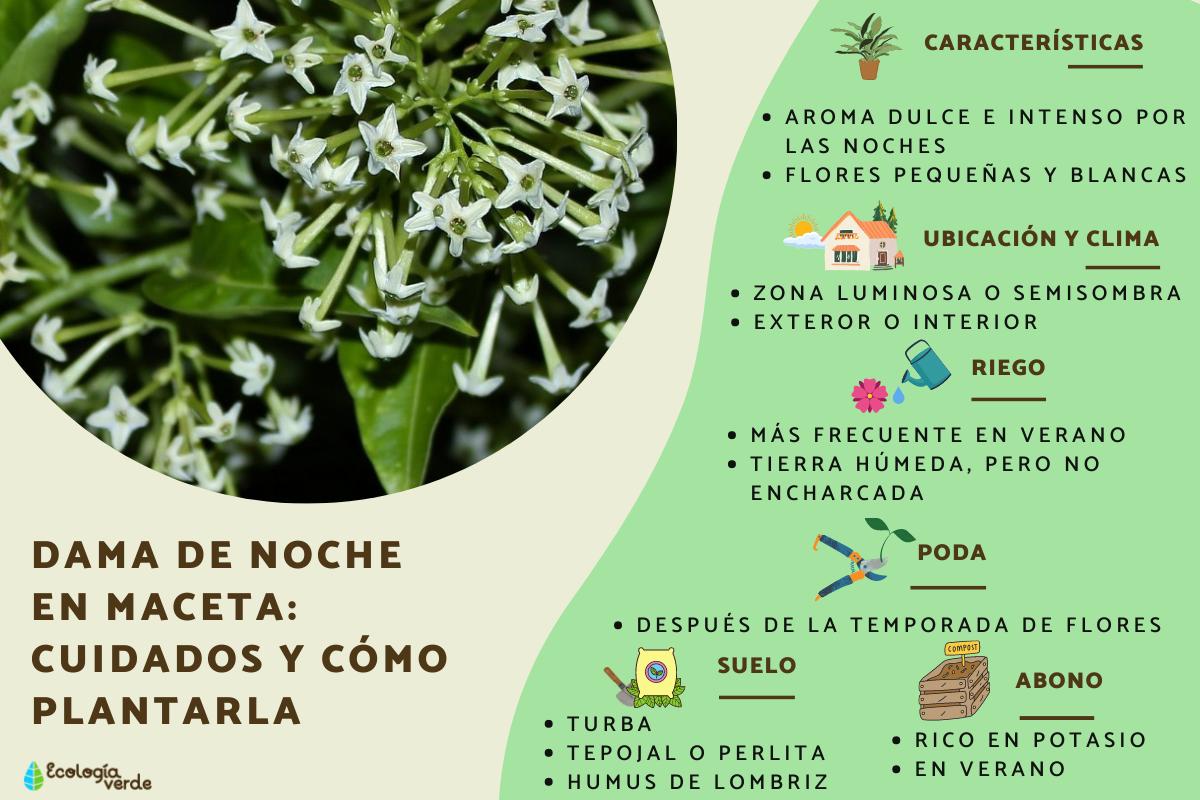 Dama de noche en maceta: cuidados y cómo plantarla