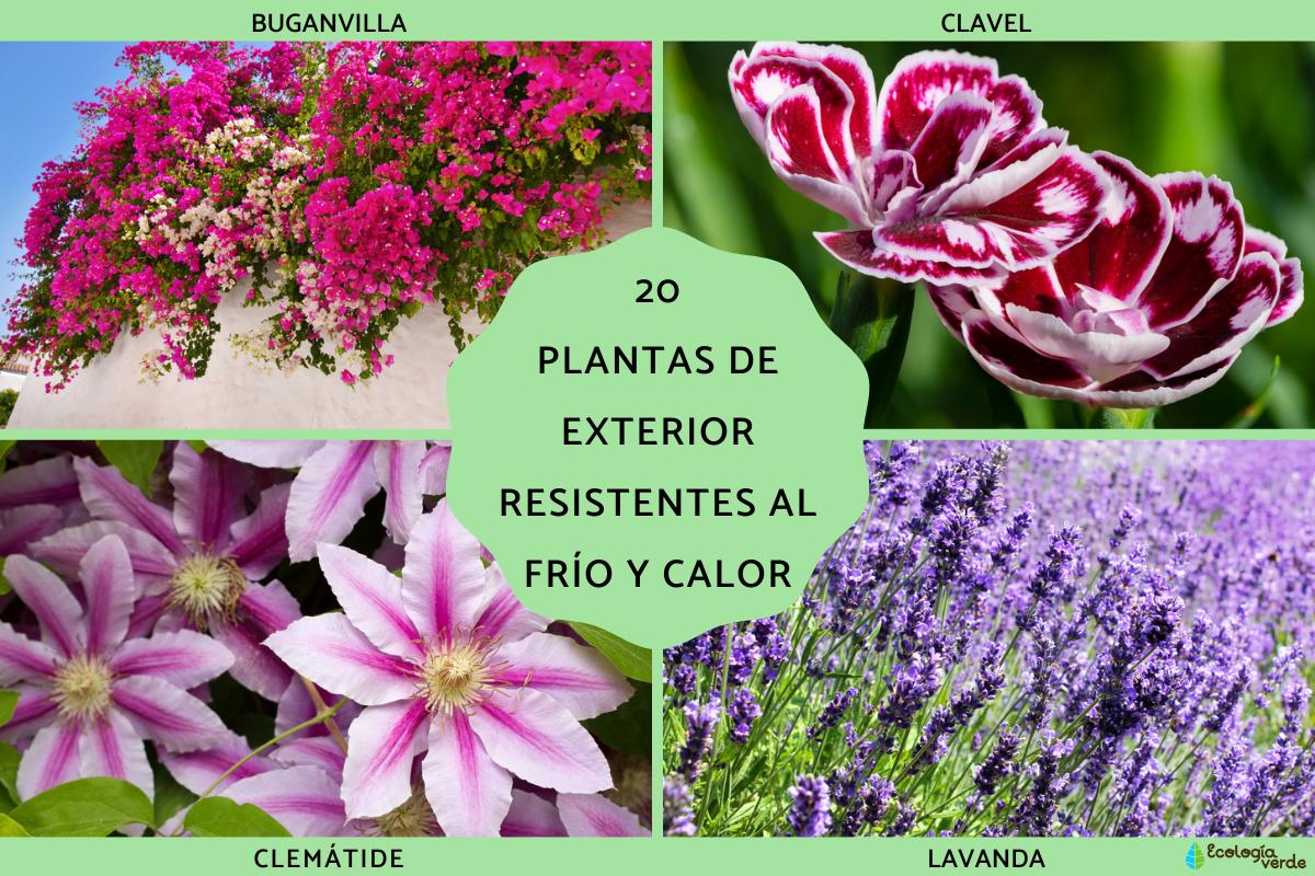Plantas de exterior resistentes al frío y calor