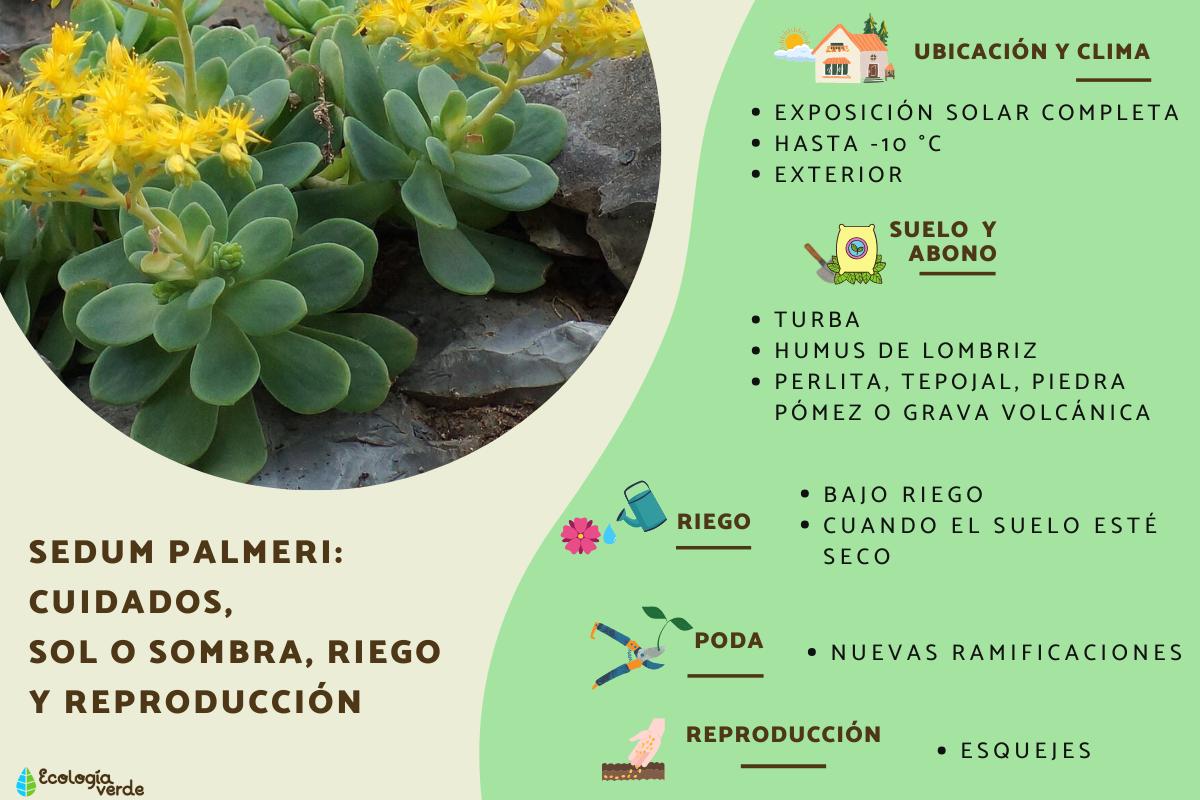 Sedum palmeri: cuidados, sol o sombra, riego y reproducción