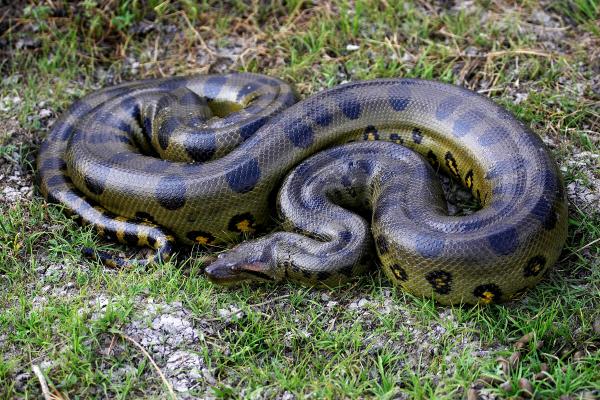 Animales de Brasil - Anaconda Verde (Eunectes murinus) 