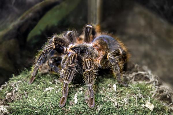 Animales de Brasil - Araña Goliat (Theraphosa blondi)