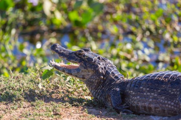 Animales de Brasil - Caimán (Caiman crocodilus)