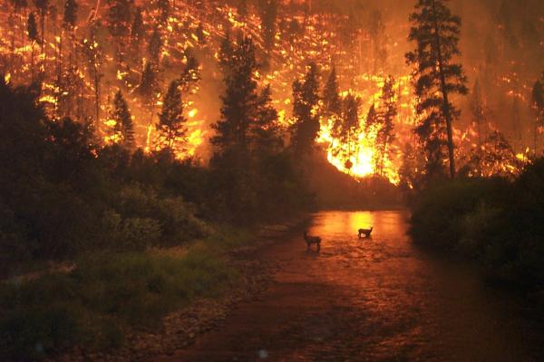 Incendios de sexta generación o megaincendios: qué son y por qué son tan peligrosos - ¿Cuáles son las características de los incendios de sexta generación?
