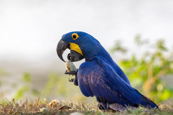 Animales de Brasil - Guacamayo azul (Anodorhynchus hyacinthinus)