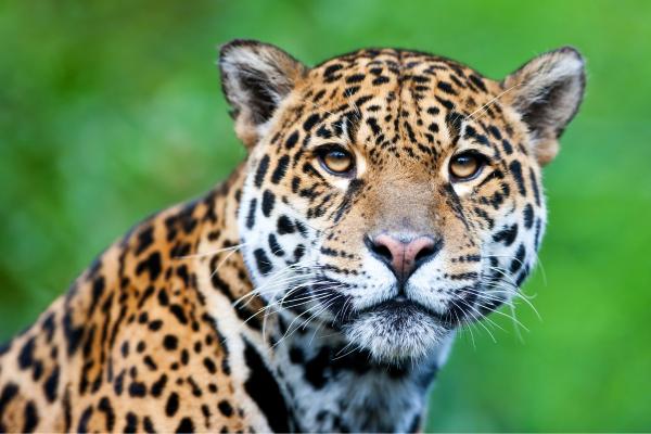 Animales de Brasil - Jaguar (Panthera onca)