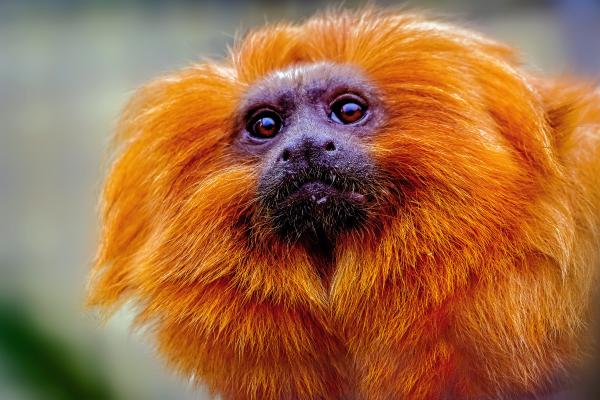 Animales de Brasil - Tamarino León Dorado (Leontopithecus rosalia)