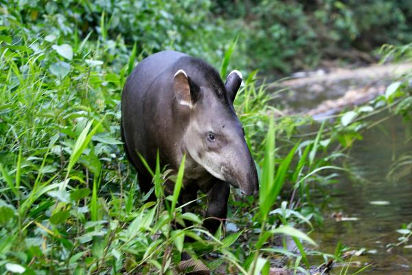Animales de Brasil - Tapir amazónico (Tapirus terrestris)
