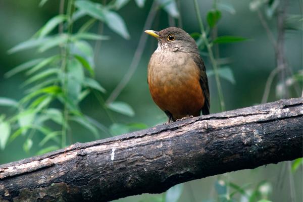 Animales de Brasil - Zorzal colorado (Turdus rufiventris)