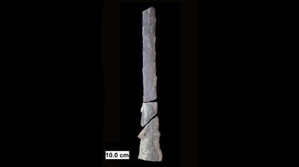 El enigma resuelto tras 150 años: así era la extraña forma de vida gigante que habitó la Tierra - 150 años de confusión científica