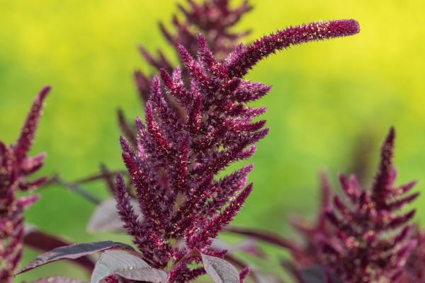 Flores de noviembre - Amaranto rojo (Amaranthus hypochondriacus)