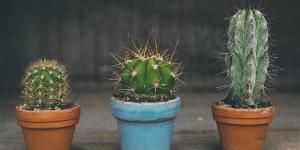 Beneficios de tener un cactus en casa