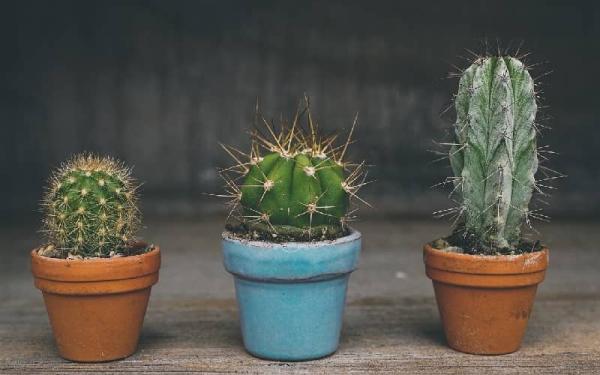 Beneficios de tener un cactus en casa