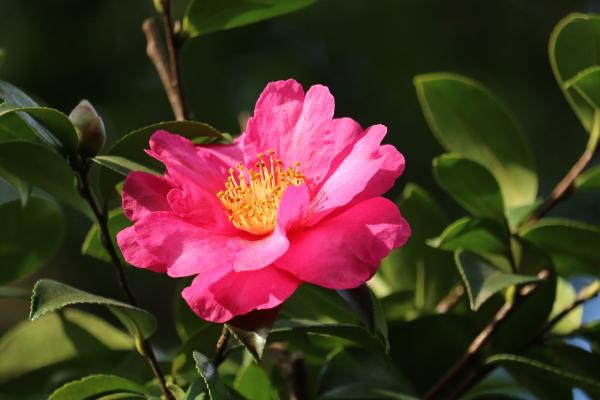 Flores de noviembre - Camelia de otoño (Camellia sasanqua)