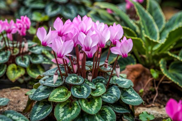 Flores de noviembre - Ciclamen hojas de hiedra (Cyclamen hederifolium)