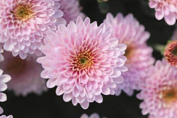 Flores de noviembre - Crisantemo (Chrysanthemum spp.) 
